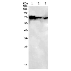 LMNB2 rabbit monoclonal antibody