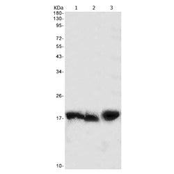 LMO2 rabbit monoclonal antibody