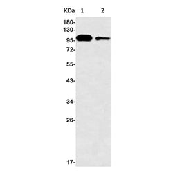 LRP8 rabbit monoclonal antibody