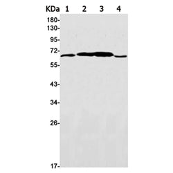 LTA4H rabbit monoclonal antibody