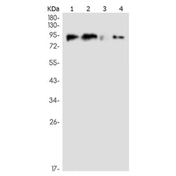 LTK rabbit monoclonal antibody