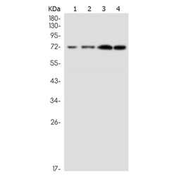 LY9 rabbit monoclonal antibody