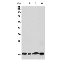 LYZ rabbit monoclonal antibody
