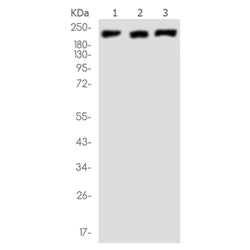 MADD rabbit monoclonal antibody