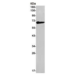 MAOA rabbit monoclonal antibody