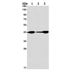 MAP2K1 (phospho-Ser298) rabbit monoclonal antibody
