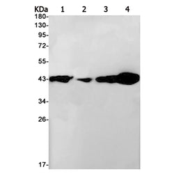 MAP2K1/MAP2K2 rabbit monoclonal antibody