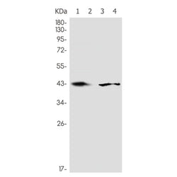 MAP2K2 rabbit monoclonal antibody