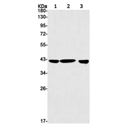 MAP2K3 rabbit monoclonal antibody