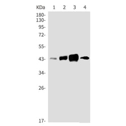 MAP2K4 (phospho-Ser80) rabbit monoclonal antibody