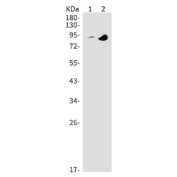 MAP3K11 rabbit monoclonal antibody
