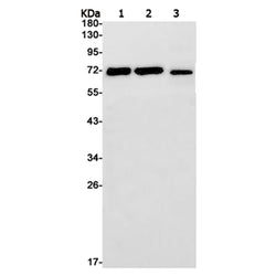 MAP3K2 rabbit monoclonal antibody