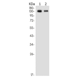 MAP3K4 rabbit monoclonal antibody