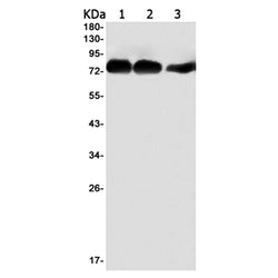 MAP3K7 (phospho-Ser439) rabbit monoclonal antibody