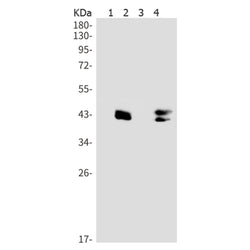 MAPK1/MAPK3 (phospho-Thr185/Thr202) rabbit monoclonal antibody