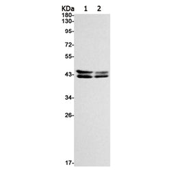 MAPK1/MAPK3 (phospho-(Thr185/Tyr187)/(Thr202/Tyr204) rabbit monoclonal antibody