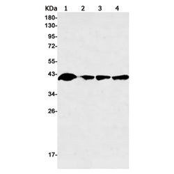 MAPK14 rabbit monoclonal antibody