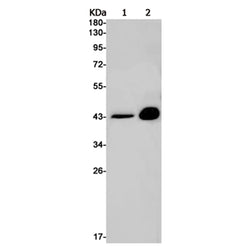 MAPK3 rabbit monoclonal antibody