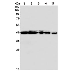 MAPK1/MAPK3 rabbit monoclonal antibody