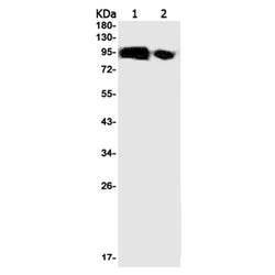 MAPK6 rabbit monoclonal antibody