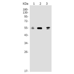 MAPK8 (phospho-Thr183/Tyr185) rabbit monoclonal antibody