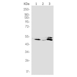 MAPK8/MAPK9/MAPK10 (phospho-Thr183) rabbit monoclonal antibody
