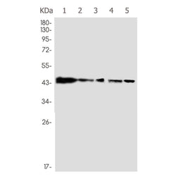 MAPKAPK2 rabbit monoclonal antibody
