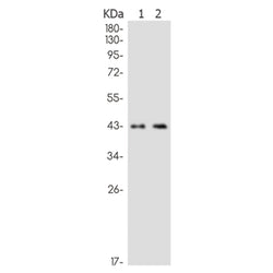 MAPKAPK3 rabbit monoclonal antibody