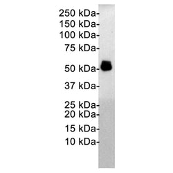MAPT (phospho-Thr181) rabbit monoclonal antibody