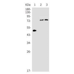 MAPT (phospho-Ser202) rabbit monoclonal antibody