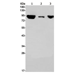 MARS1 rabbit monoclonal antibody