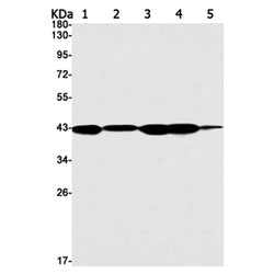 MAS1L rabbit monoclonal antibody