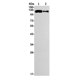 MATR3 rabbit monoclonal antibody