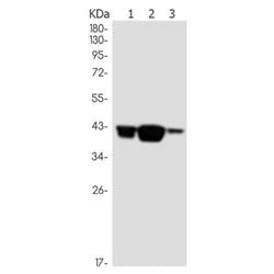 MBNL1 rabbit monoclonal antibody