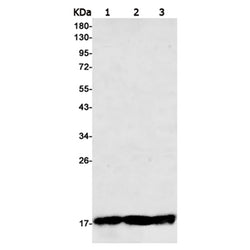 MBP rabbit monoclonal antibody