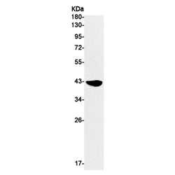 MCL1 rabbit monoclonal antibody