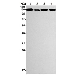 MCM2 (phospho-Ser41) rabbit monoclonal antibody