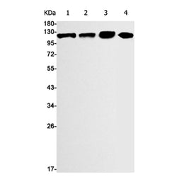 MCM2 (phospho-Ser108) rabbit monoclonal antibody