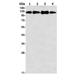 MCM2 (phospho-Ser27) rabbit monoclonal antibody