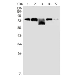 MCM2 (phospho-Ser40) rabbit monoclonal antibody
