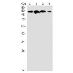 MCM2 rabbit monoclonal antibody