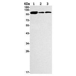 MCM3 rabbit monoclonal antibody