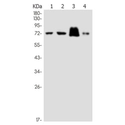 MCM4 rabbit monoclonal antibody