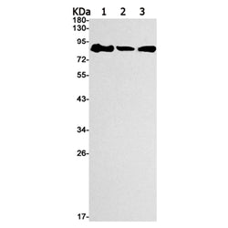 MCM5 rabbit monoclonal antibody