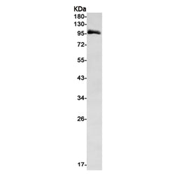 MCM6 rabbit monoclonal antibody