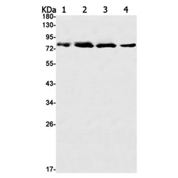 MCM7 rabbit monoclonal antibody