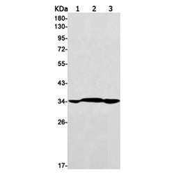 MDH2 rabbit monoclonal antibody