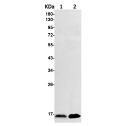 MDK rabbit monoclonal antibody