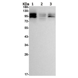 MDM2 (phospho-Ser166) rabbit monoclonal antibody