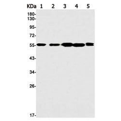 MEF2A rabbit monoclonal antibody
